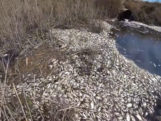 В Астраханской области обнаружили массовую гибель рыбы