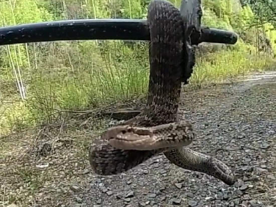 Красноярский путешественник снял на видео нападение ядовитой змеи