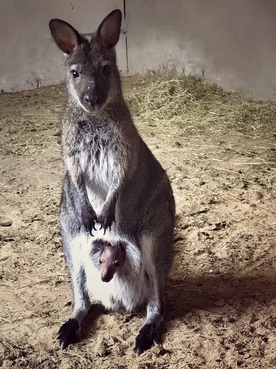 В зоопарке Калуги родился второй кенгуренок
