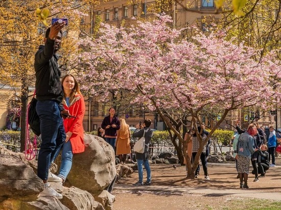 Петербуржцы массово нарушают самоизоляцию ради цветущей сакуры