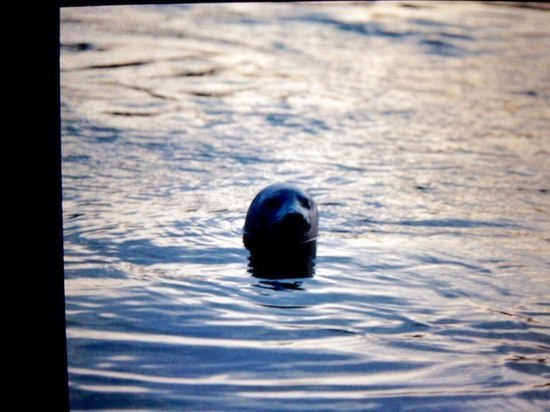 В Кандалакшский залив приплыли гренландские тюлени