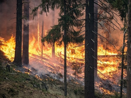 Власти Забайкалья: Лесные пожары могут скрывать незаконные вырубки