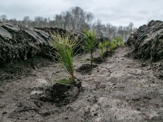 В Тверской области за месяц высадили 3,5 миллиона деревьев к 9 мая