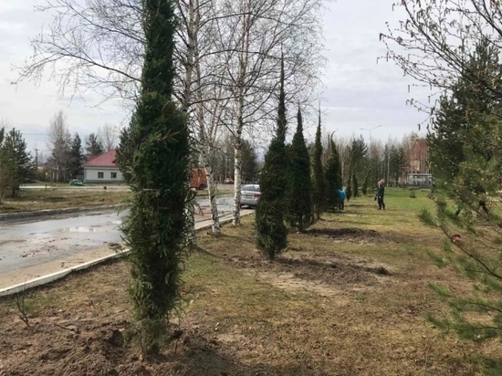 В Мегионе продолжают озеленять улицы