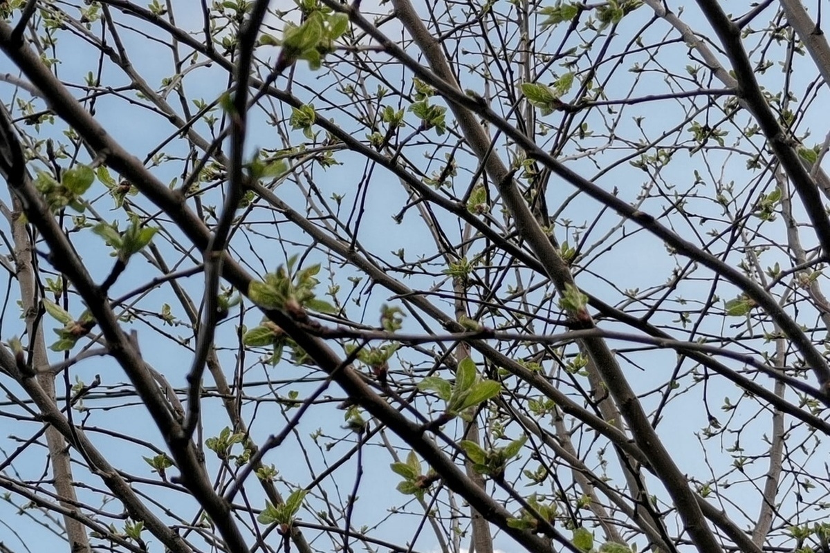 апрель ближайший