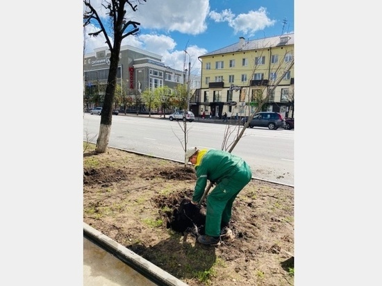На Гагарина в Смоленске высадили еще 15 лип