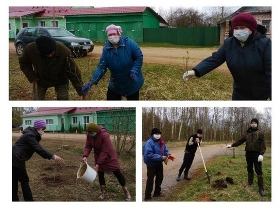Аллея из сирени появилась в красногородской деревне