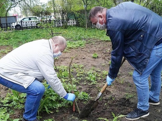 В Чехове высадили сирень в честь ветеранов