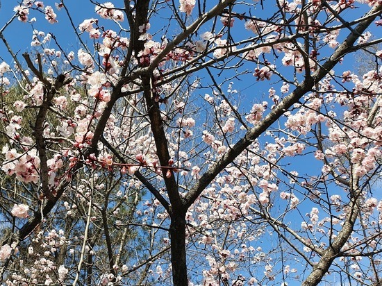 Время цветения вишни наступило в Хабаровске