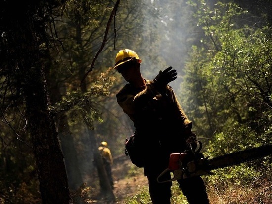 Гурулев заявил о незаконных рубках леса на месте пожара в Читинском районе