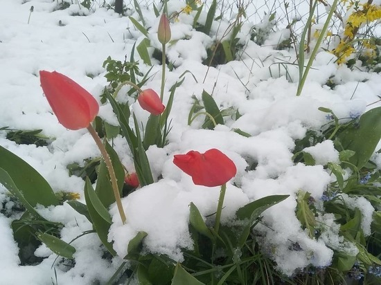 Тюльпаны в снегу и снегири - Псков вернулся в зиму в середине мая