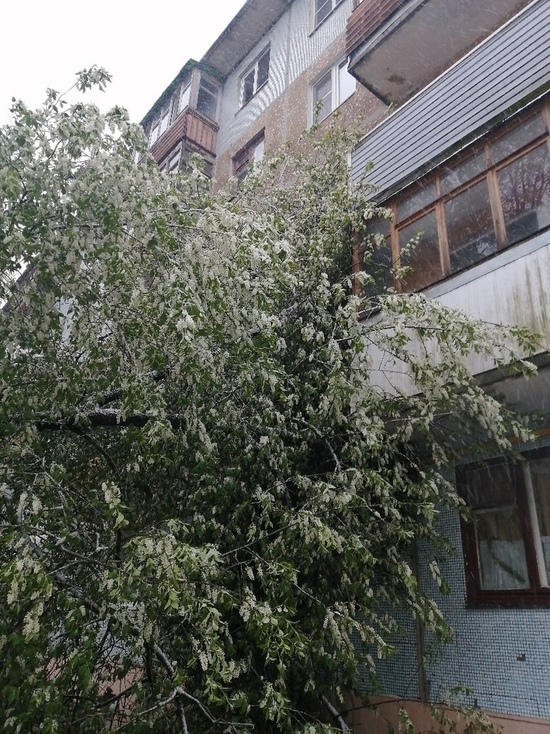 Черёмуха сломалась из-за майской непогоды в Пскове