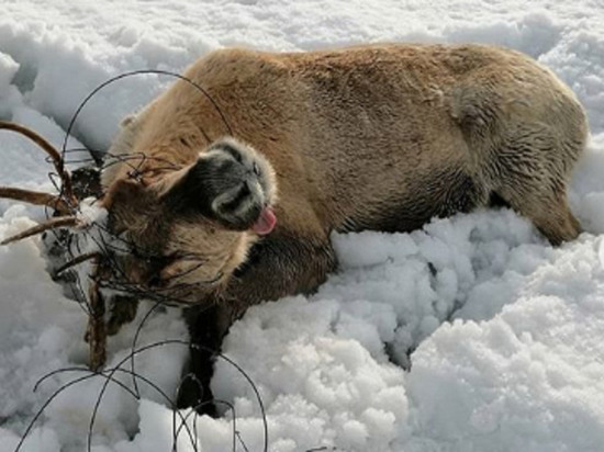 Спасение оленихи в Пуровском районе попало на видео