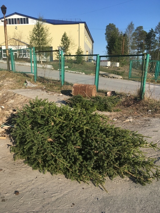Соцсети: в Ноябрьске у морга спиливают и выбрасывают ели