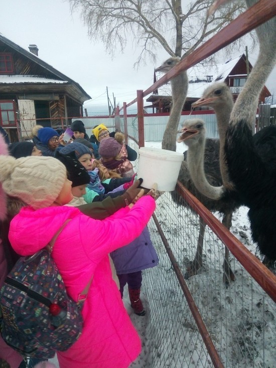 Жителей Карелии призывают спасти голодающих страусов