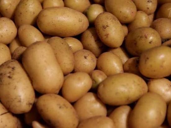 Тамбовские аграрии посадили половину  запланированного картофеля