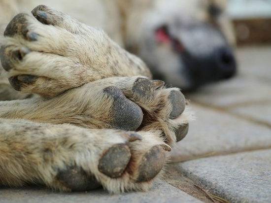 В Казахстане за жестокое обращение с животными не наказали ни одного человека