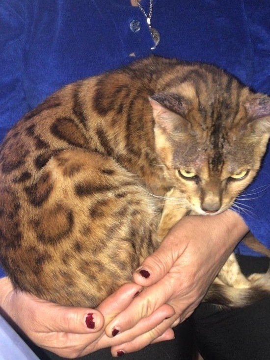 В Железноводске зооволонтеры нашли новый дом бенгальскому коту
