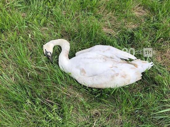 В Казани лебедь погиб, зацепившись за высоковольтные провода
