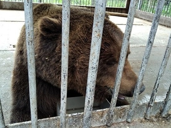 В Челябинской области ищут нового хозяина для медведя