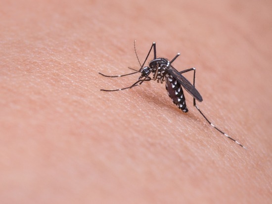 Исчезновение комаров заметили в Хабаровске