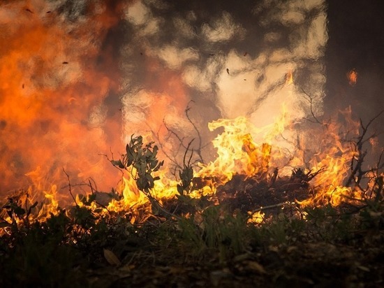 Более 4 тыс га леса горит после штормового ветра в Забайкалье