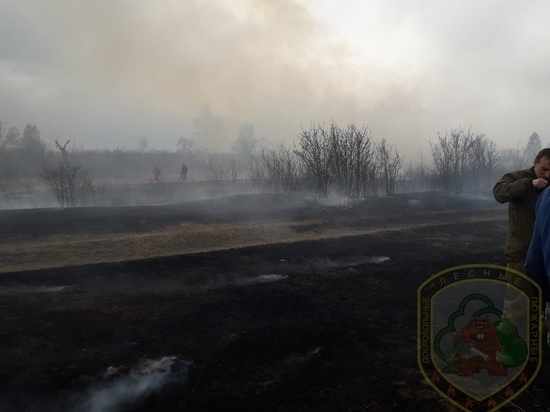 Пал тушили добровольцы во время штормового ветра в Читинском районе