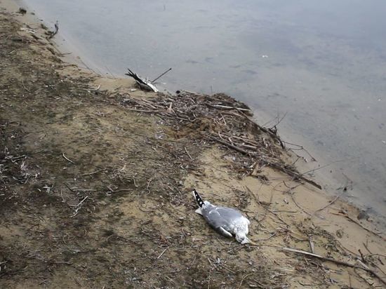 В Калмыкии зафиксирована массовая гибель диких серых чаек
