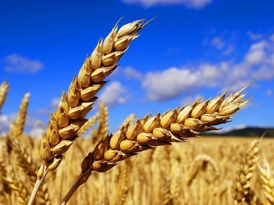 Мичуринские ученые вывели новые сорта яровой пшеницы и ячменя