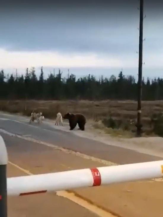 В ЯНАО собаки облаяли медвежонка на месторождении