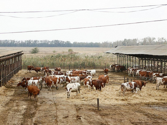 Животноводам Кубани разрешили меньше платить за аренду пастбищ