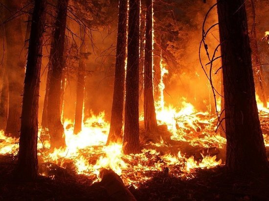 Забайкалье почти с 7 тыс га лесных пожаров лидирует среди регионов РФ