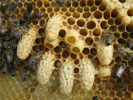 В Бахчисарайском районе пасечники украли 30 пчелиных ульев