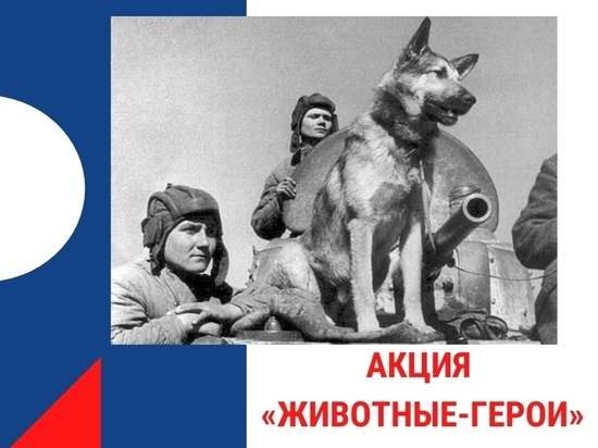 Рассказать о животных-героях просят жителей Псковской области
