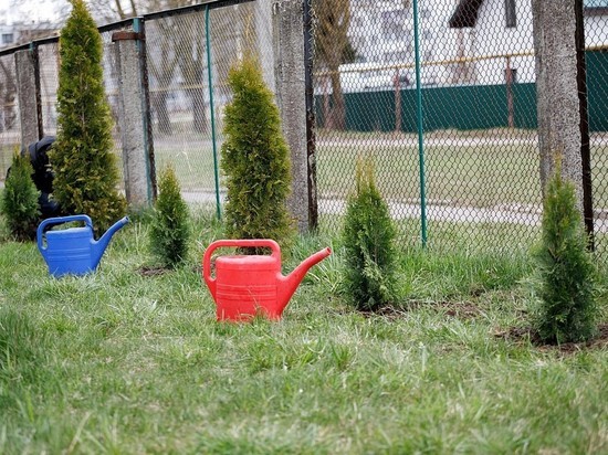 "Сады памяти" сажают в Псковской области - как принять участие