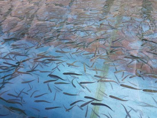 Миллиард мальков лососей выпустят в море на Сахалине