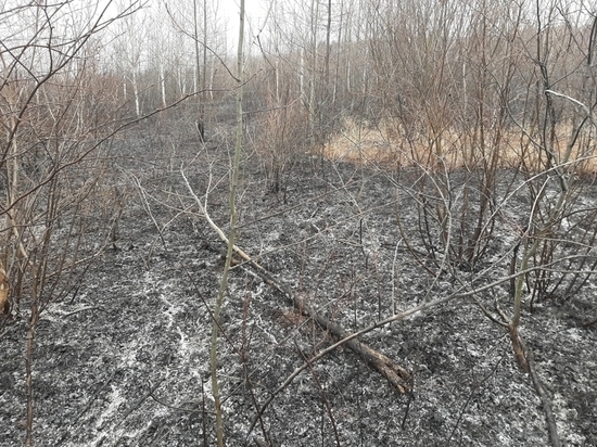 В Забайкалье потушили 6 пожаров, но площадь горящего леса осталась прежней