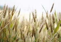 Украина в эти дни стремительно избавляется от накопленных запасов зерновых