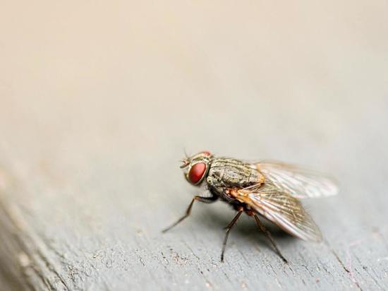 Биолог оценил опасность заражения COVID-19 от комнатных мух