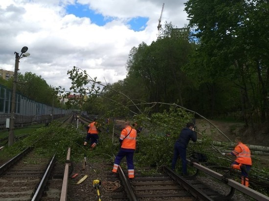 Упавшее дерево прервало движение на Филевской линии метро Москвы