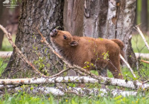 Самец и самка зубра появились на свет в Приокско-террасном заповеднике в мае