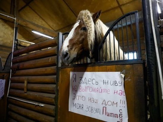 В Волгограде сносят конюшни «Соснового бора» В Волгограде сносят конюшни «Соснового бора»