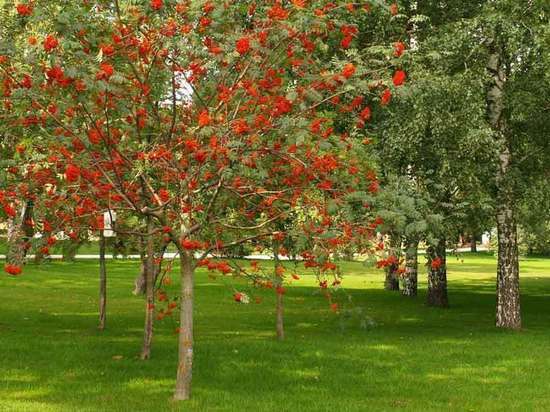 Новый зелёный сад в Абакане будет называться Георгиевским