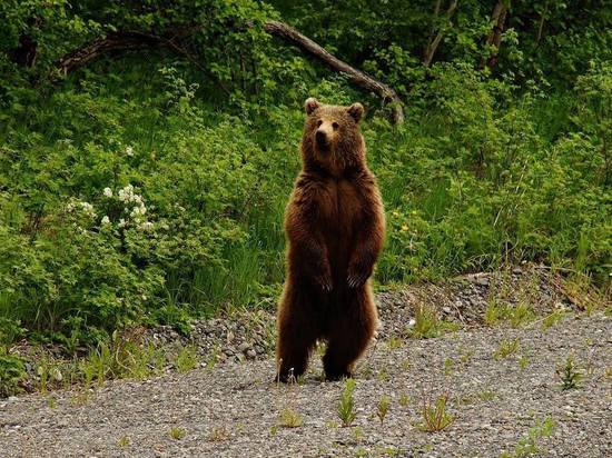 Природа берет свое — в Костромской области расплодились медведи