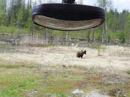 Два медведя гуляют у месторождения близ Ноябрьска