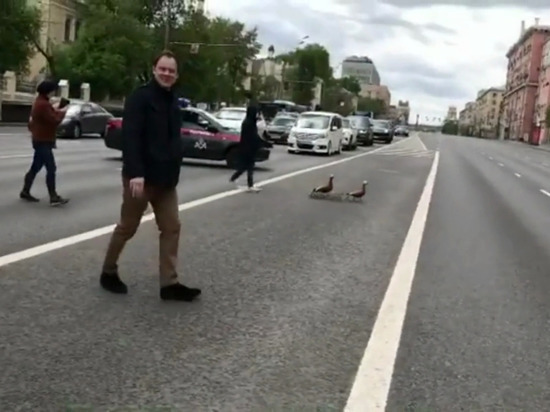 В Москве полиция перекрыла трассу из-за уточек