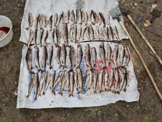 Больше 70 хариусов выловили браконьеры в Сохондинском заповеднике