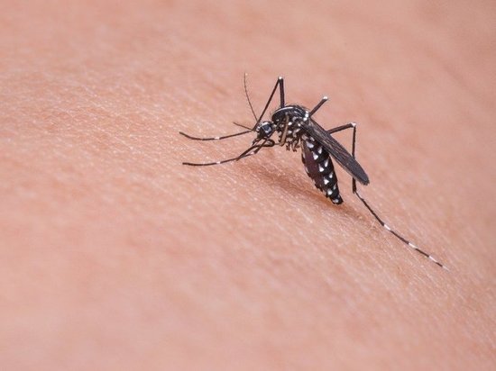  Югорские комары не разносят коронавирус