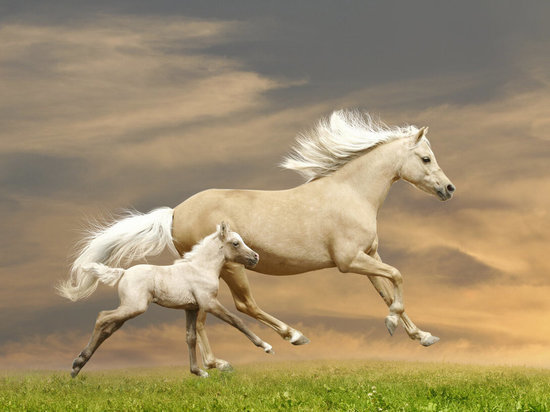 В Башкирии государство возместит затраты на покупку племенных лошадей