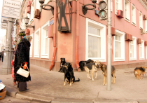 Вот вроде бы победили мы несколько лет назад эту напасть — бездомных собак, которых приходилось бояться пешеходам и велосипедистам, в Москве практически не стало